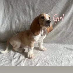 Purebred Basset Puppies
