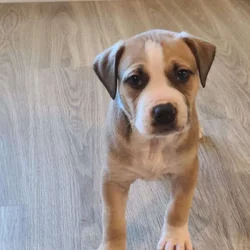 Three mix puppies for Sale