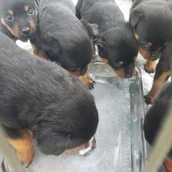 Rottweiler puppies