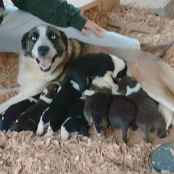 Border Collie/ Australian Shepard mix puppies