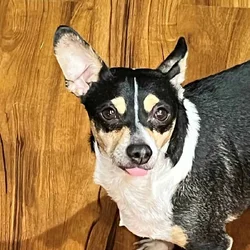 CHIWEENIE WANTS A PLACE TO CALL HOME
