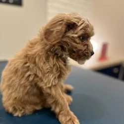 Mini GoldenDoodle
