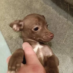 Chiweenie puppy 2/6 Precious female