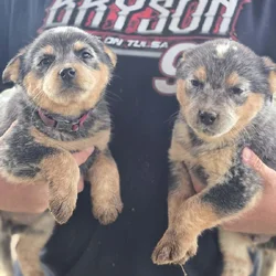 Blue heeler puppies