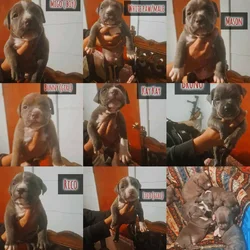 BRAND NEW AMERICAN BULLYS AVAILABLE