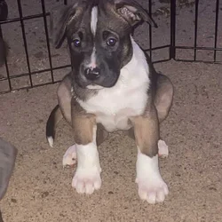 Akita/Pit mix puppies for sale