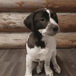 Dalmatian/English Sheperd pups