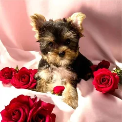Adorable Tiny Yorkshire Terriers