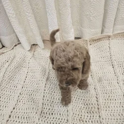 Mini Golden Doodles puppies
