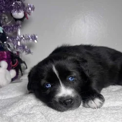 Pomsky Mix