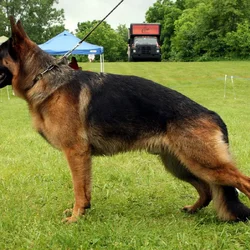 German Shepherd Puppies Wisconsin