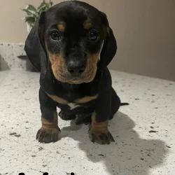 Male dachshund puppy