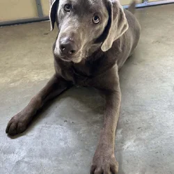 Meet Blue, your running partner!