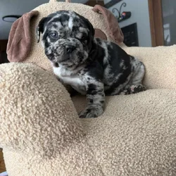 Stella the star