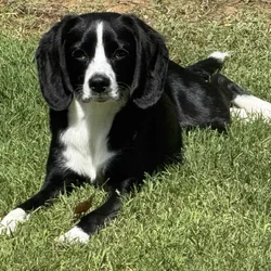 I want to introduce to you, " Kookie" the Love Dog