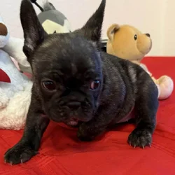 Female puppy French Bulldog reverse brindle