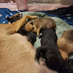 Chihuahua/ beagle pomeranian