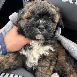 Tri-Colored 8 Week Old Shih-Poo Puppy