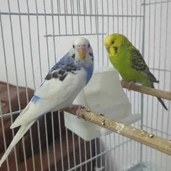 Parakeet pair