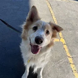 Rehoming Aussie husky mix