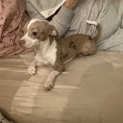 Chiweenie puppy 10 month merle female