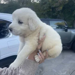 Great Pyrenees/Anatolian Shepherd mix puppies