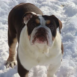 Claire, Victorian Bulldog