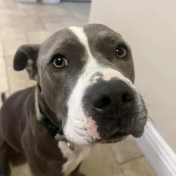 Bluenose Pitbull