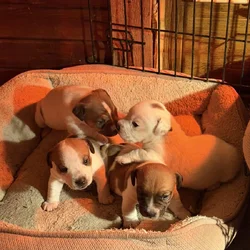 Adorable Jack Russell Puppies