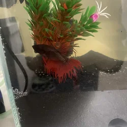Red and Black Betta Fish