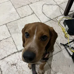 Male Purebred Beagle Seeking a Loving Home