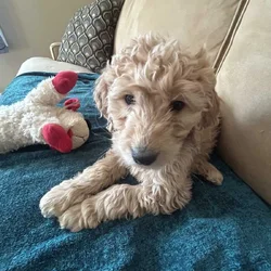 Standard Goldendoodle Puppies