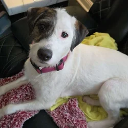 Looking to rehome a pitt/poodle mix.