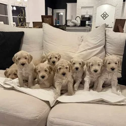 Gentle Giants Goldendoodles, Ready Valentine's Day