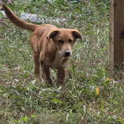 LabHounds