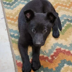 AKC Registered German Shepherd Puppies