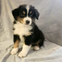 Australian Shepards