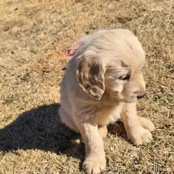 Golden retriever english cream