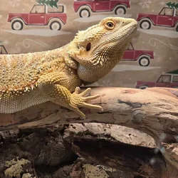 Bearded Dragon