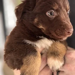 Australian shepherd puppies