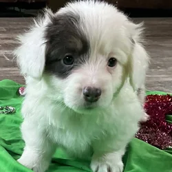 Pembroke Corgi Fluffy Puppies