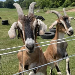 Bonded Herd of 5