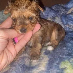Yorkies