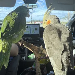 Cockatiel & Parakeet birds available