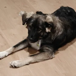 8m old trained Husky mix