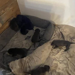 Lab puppies