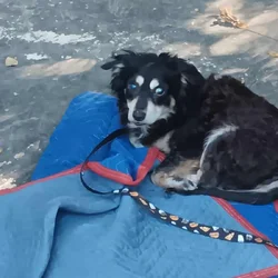 Senior Cocker Spaniel Looking for Retirement Home