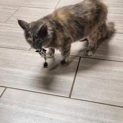 Savvy Cats