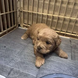 French bulldog/shihtzu/chihuahua mix puppies