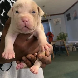 Pitbull puppy